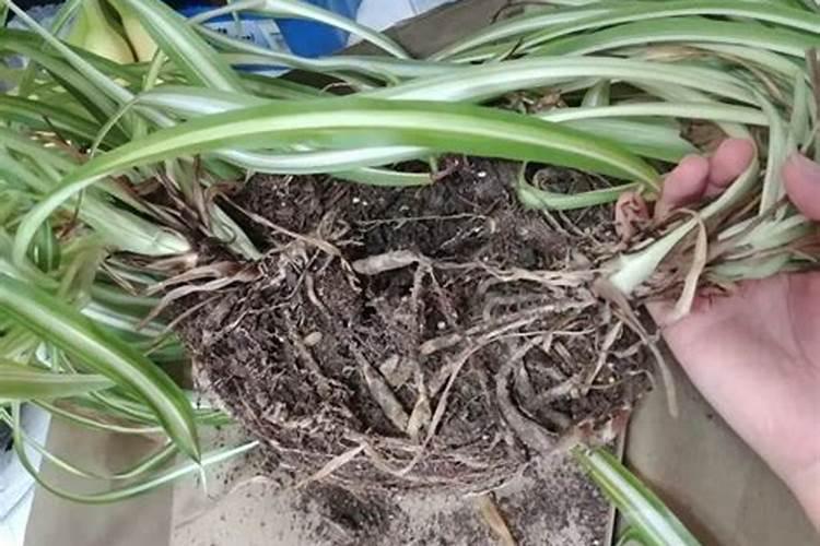 小葱多久浇水一次 小葱应该多久浇水一次