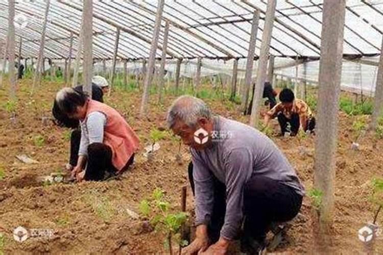 化肥施用的十大禁忌 化肥施用要注意什么