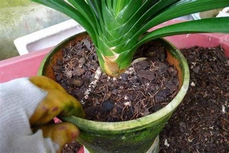 什么可用作花肥(家庭养花如何自制花肥)