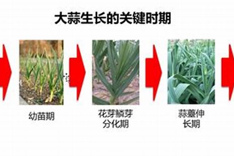 大蒜种植整个生长周期应该如何施肥？