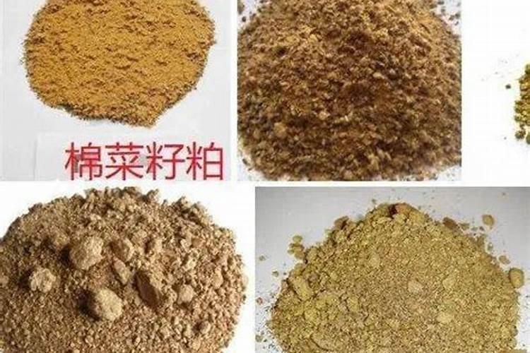 月季夏季施肥时间和方法