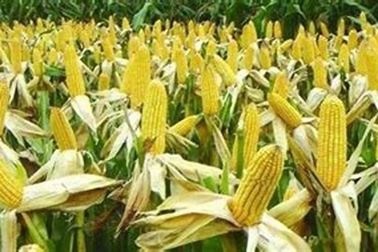 玉米用什么化肥好