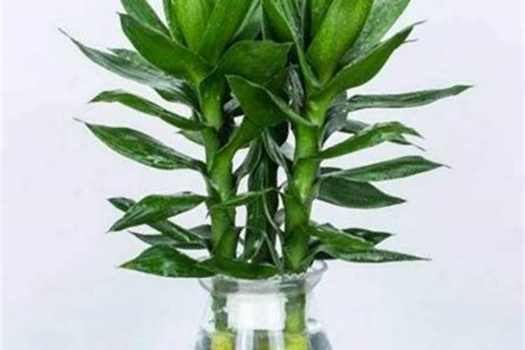 世界知名水溶肥有哪些？