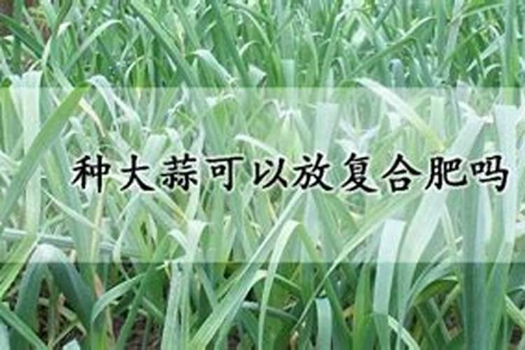 种大蒜可以放复合肥吗