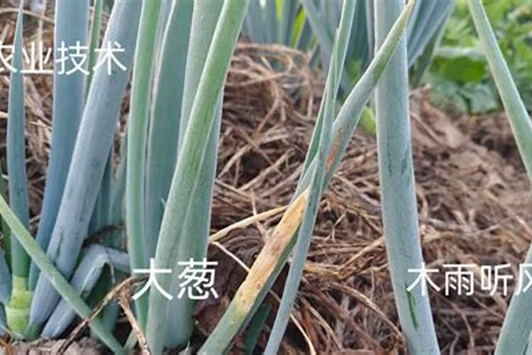 自己种的葱拿什么施肥