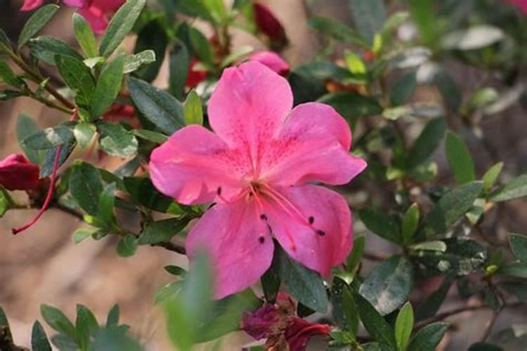 映山红如何施肥