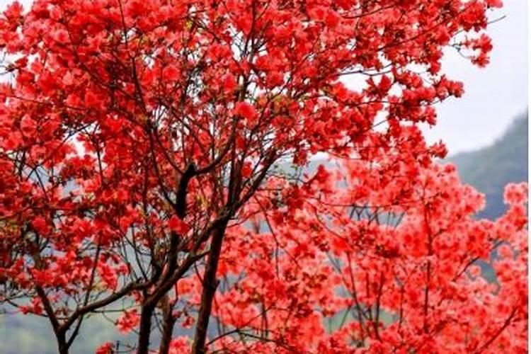 桃树有什么新品种？