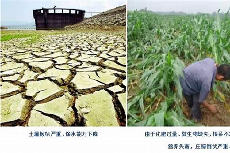 养牛饲料的最佳配方,和羊饲料是通用的吗