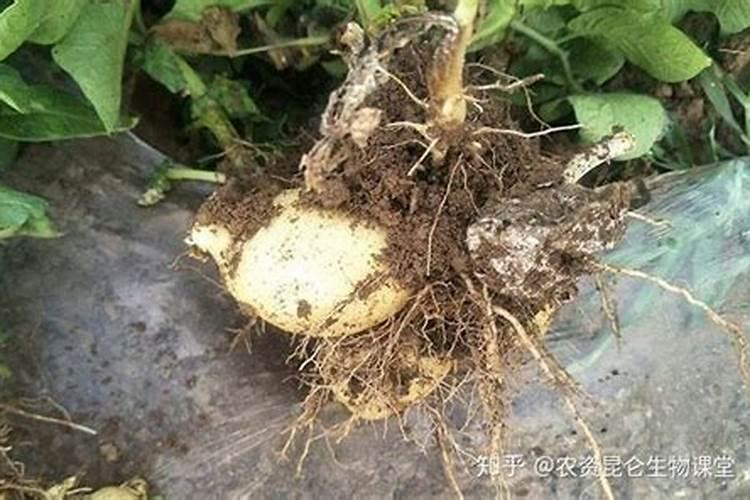 黄瓜生根最好的肥料黄瓜生根最好的肥料介绍