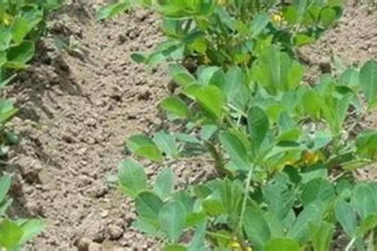 大黄豆开花期能浇水吗？