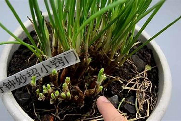种香葱用什么肥料最好