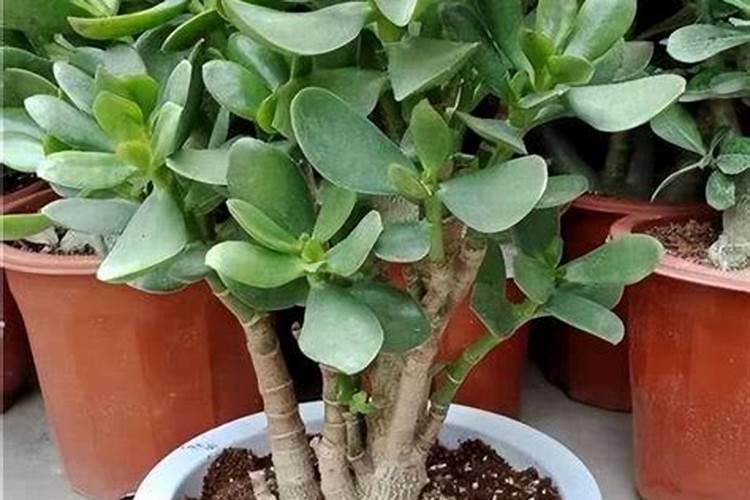 花多多肥料怎么用