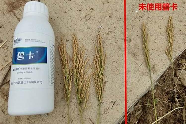 芸苔素多久喷一次,效果功能,什么时候不能使用