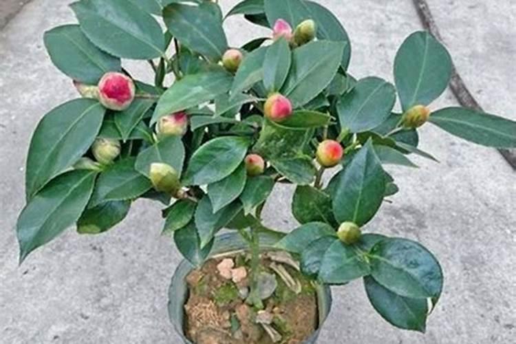 芸苔素内酯十大害处