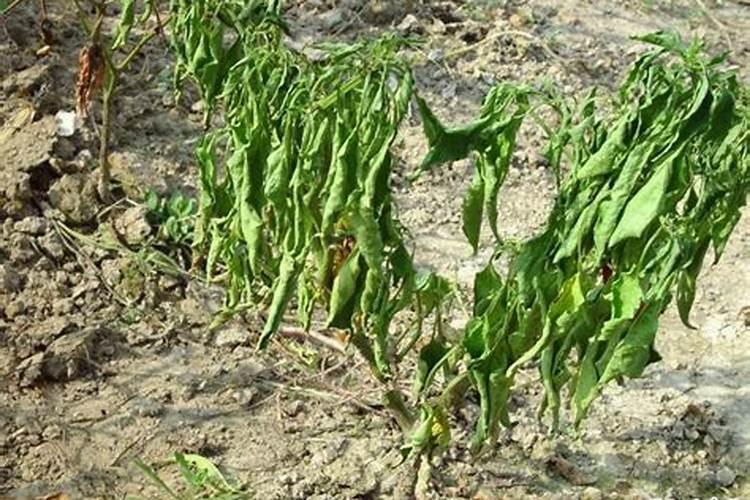 荔枝有点青怎么弄熟