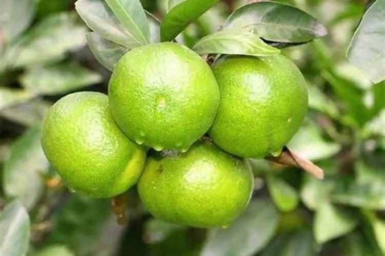 菜苗子已经出来了现在可以使用发酵过的羊粪吗？