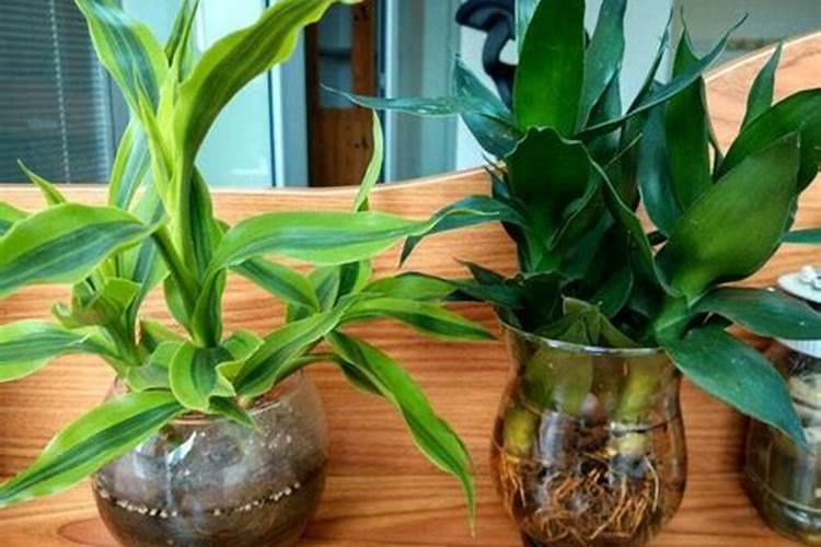 玉肥的成分是什么东西