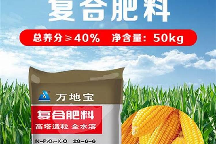 盆栽佛手的施肥(佛手掌怎么施肥)