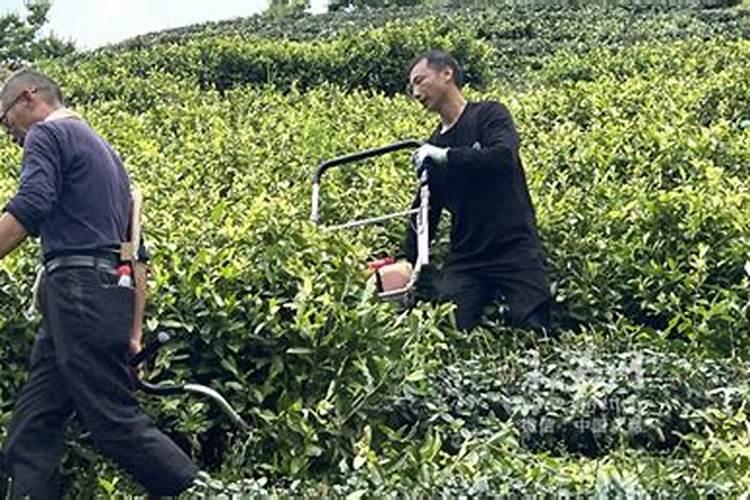地瓜如何高产？种植地瓜要注意什么问题？