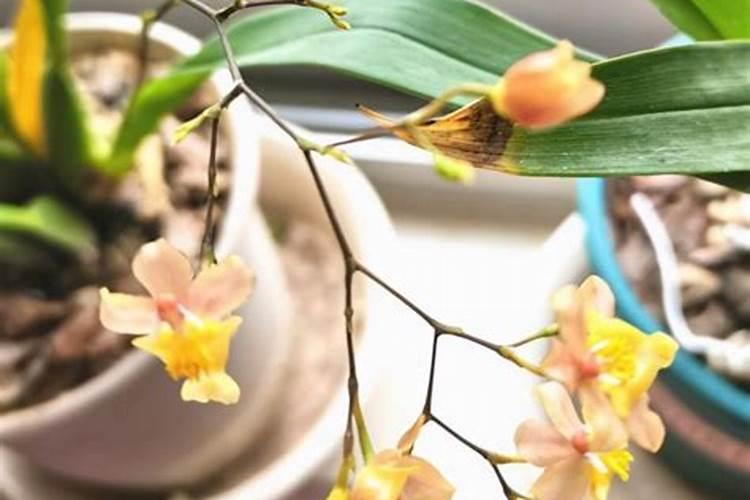 补充微量元素的药