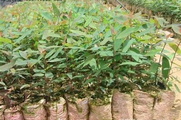 桉树一年施肥几次