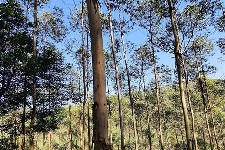 佛手瓜种植方法是大头朝上还是大头朝下？