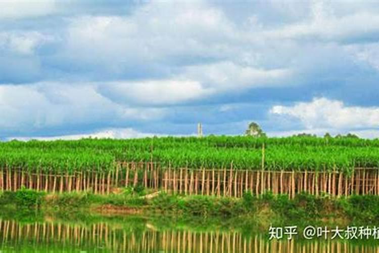 为什么塘里的莲藕只长叶不开花