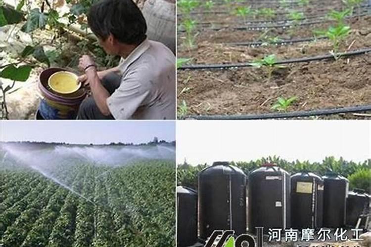 疏花疏果常见方式