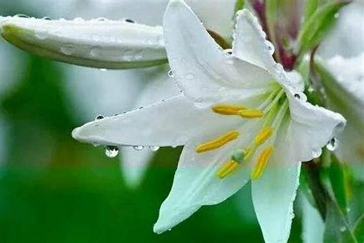 百合花蔫了还能救活吗？