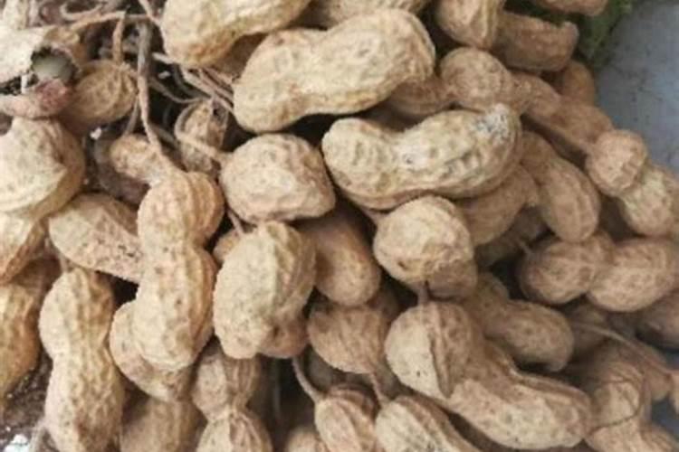 桉树多少钱一棵？2020年桉树种植前景分析