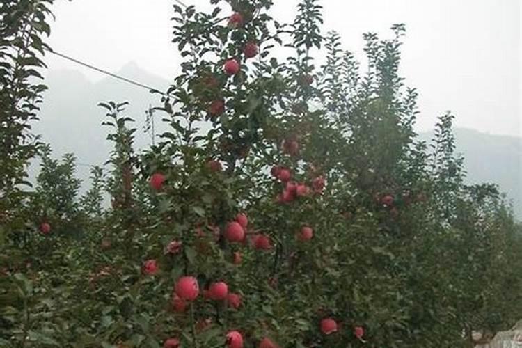 钾肥对果树能起什么作用