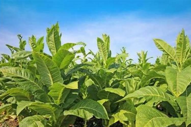 种菜地底肥用什么肥料最好
