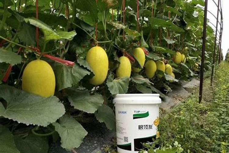 腐植酸叶面肥的具体作用是什么？什么时候用效果最好？