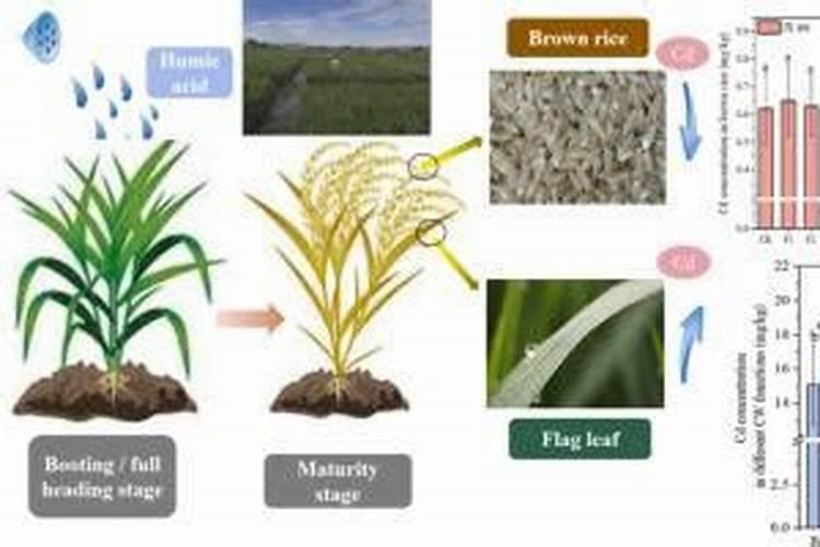 腐植酸叶面肥喷施还用不用加锌肥？