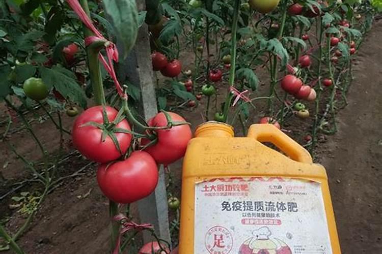 种植土豆最好是施哪种肥料最好？