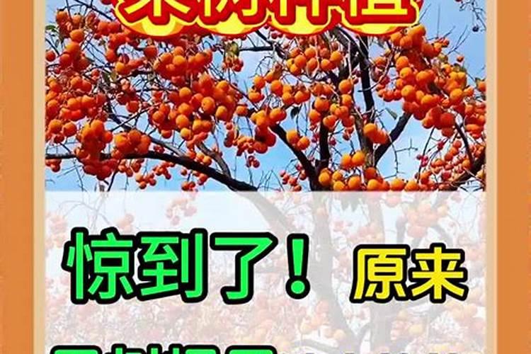 皇冠梨中晚期需要什么肥料