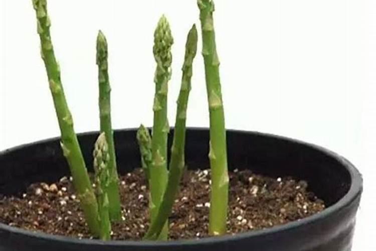 芦笋种植需要哪些条件