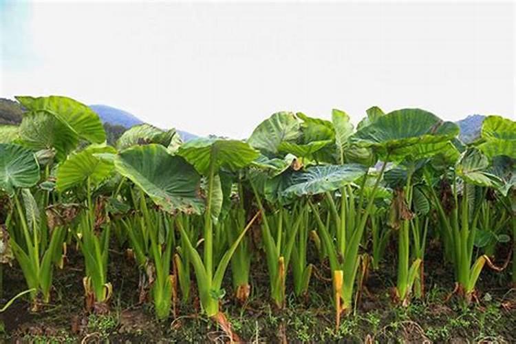 土壤硝态氮含量正常范围值