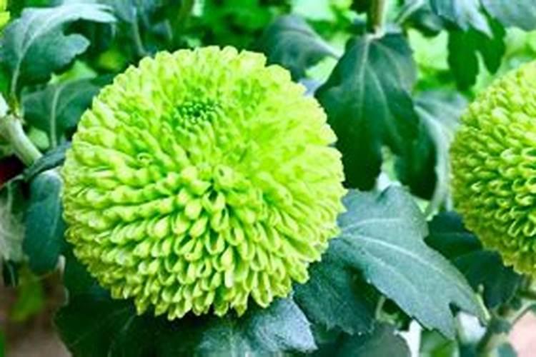 大棚种植茄子需要什么肥料