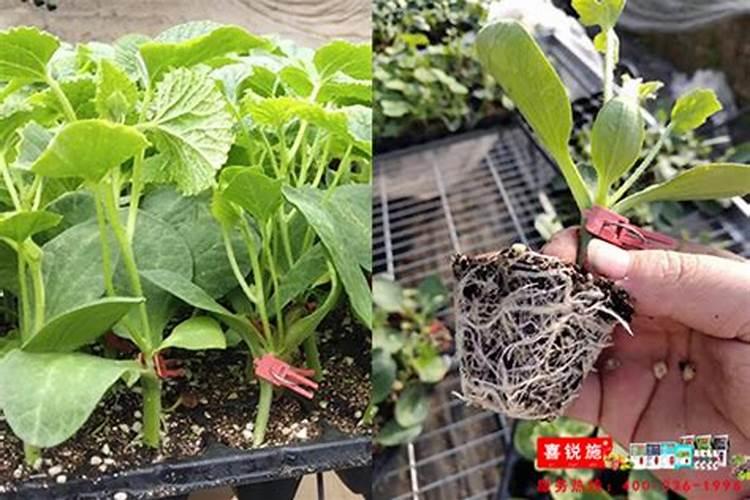 10一5一35高钾肥配方