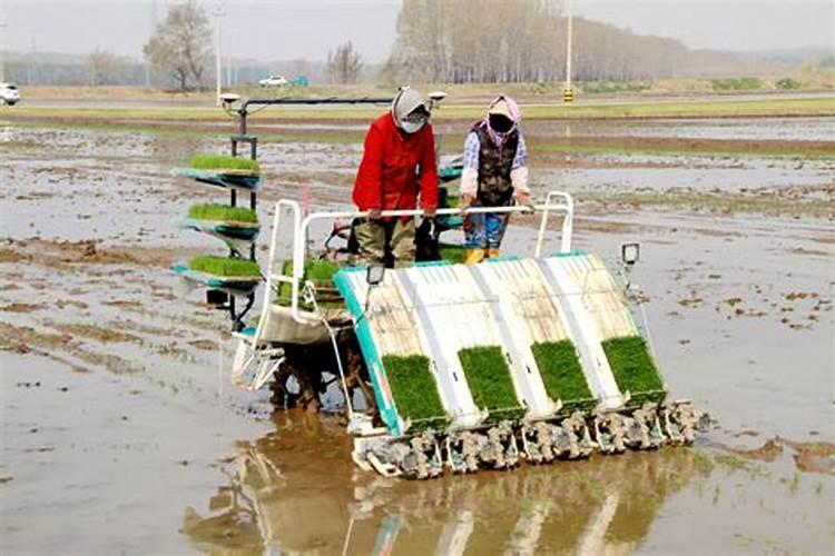 大姜用磷酸二氢钾滴灌好吗