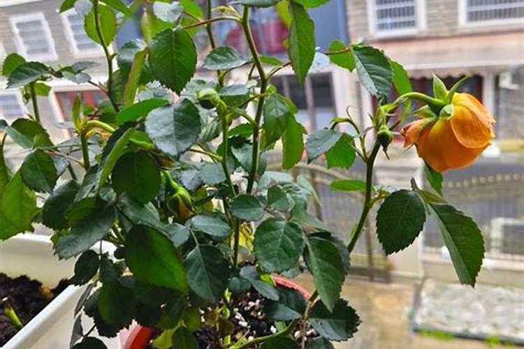 西红柿喷什么叶面肥最好