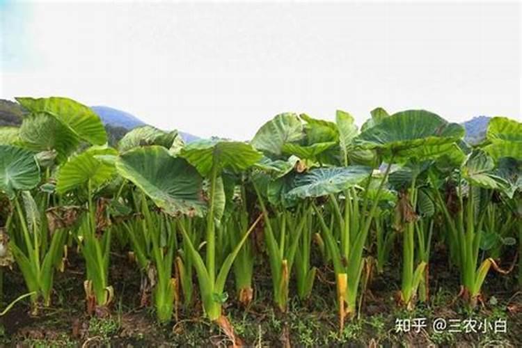 芋头种植如何管理好,培土侧芽处理都离不开
