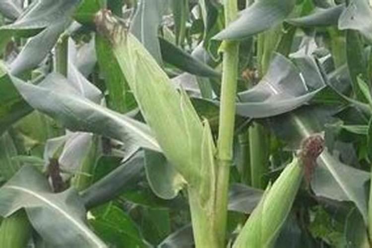 如何正确选择棉花叶面肥？施用肥料时需要注意什么？