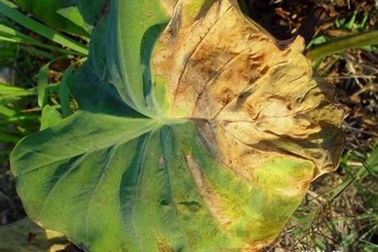 芋头7月份要施肥吗