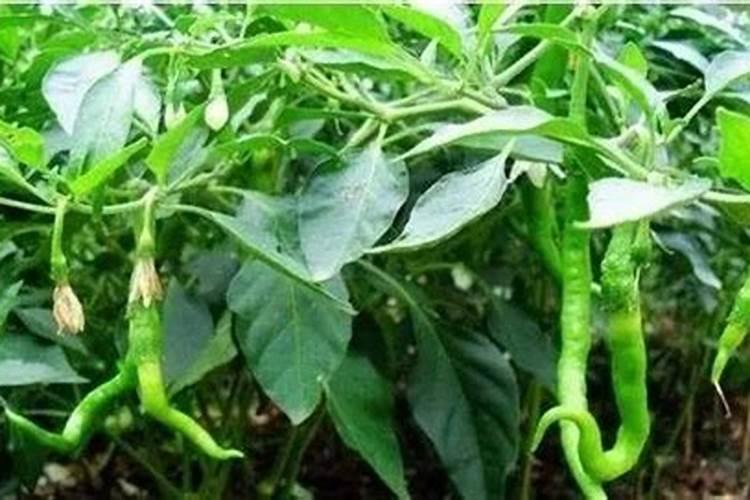 辣椒用什么叶面肥效果好？辣椒喷什么叶面肥结果多？