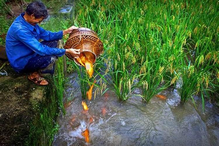 甲维虫螨腈的最佳复配