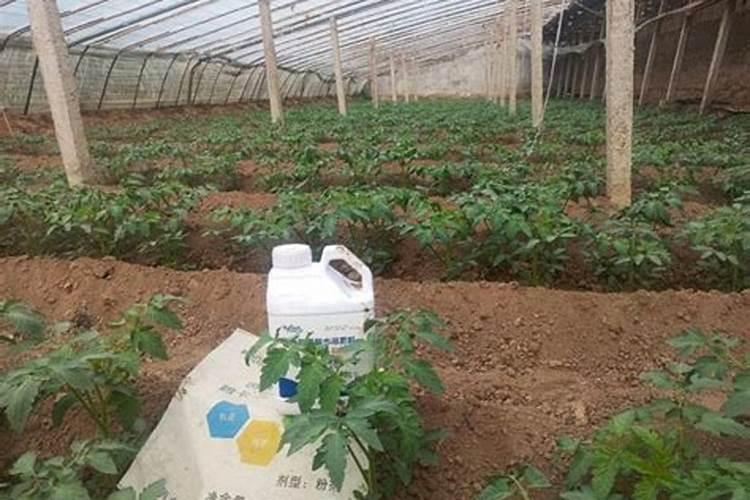 玉米头水每亩地施多少斤肥