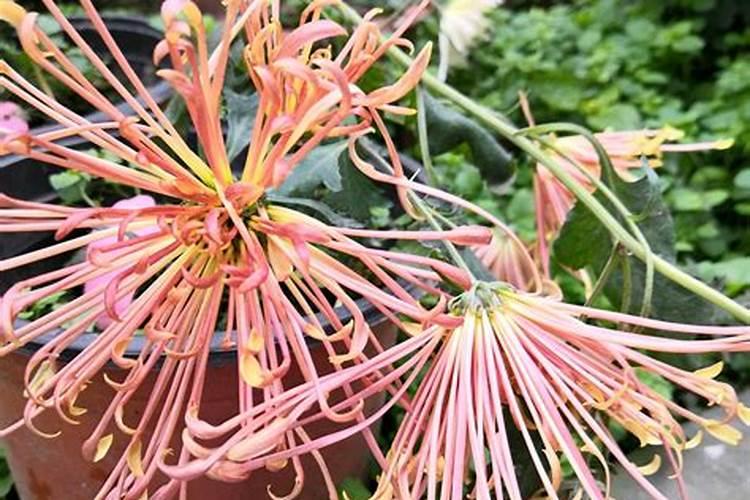 菊花花蕾期可以施肥吗