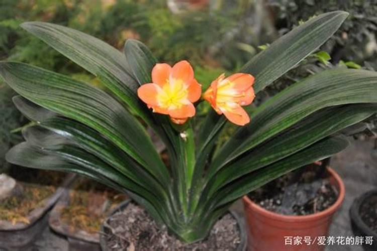 蝴蝶兰花期什么时候,蝴蝶兰花期可以施肥吗